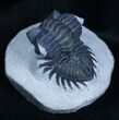 Arched Coltraneia Trilobite - Awesome Eyes #1598-3